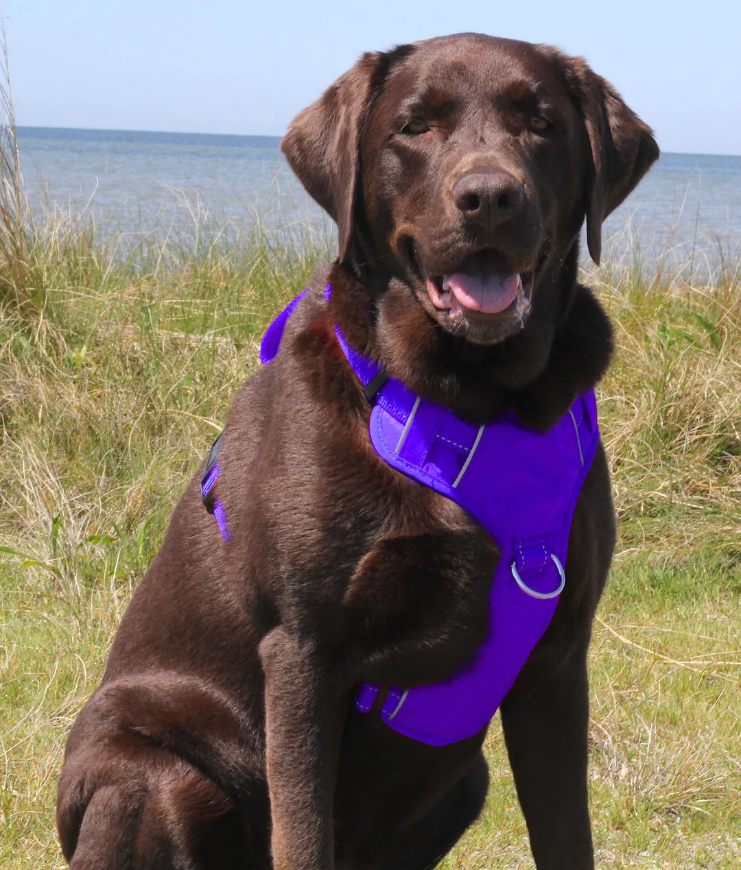 Chesapeake Bay Dog Harness Purple Rain Extra Large