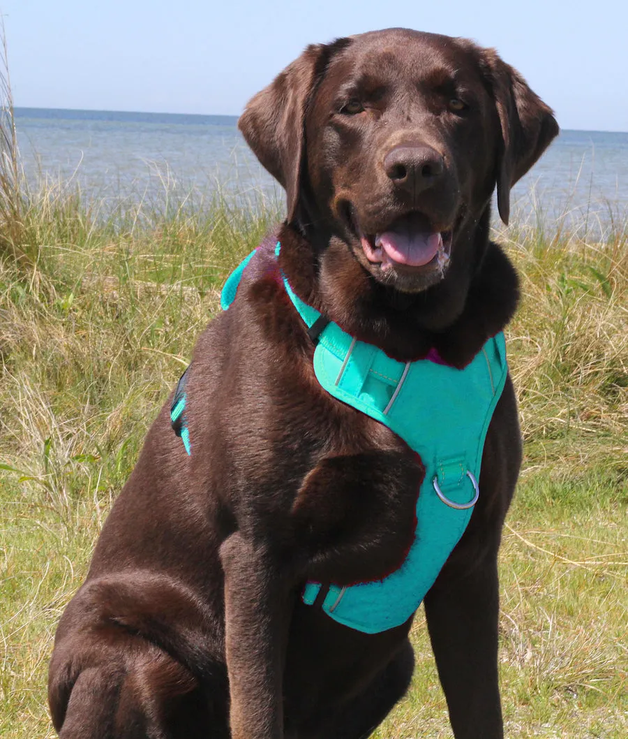 Chesapeake Bay Dog Harness Sea Foam Extra Large