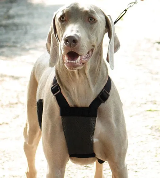 Sporn Non-Pulling Mesh Harness, Large/X-Large
