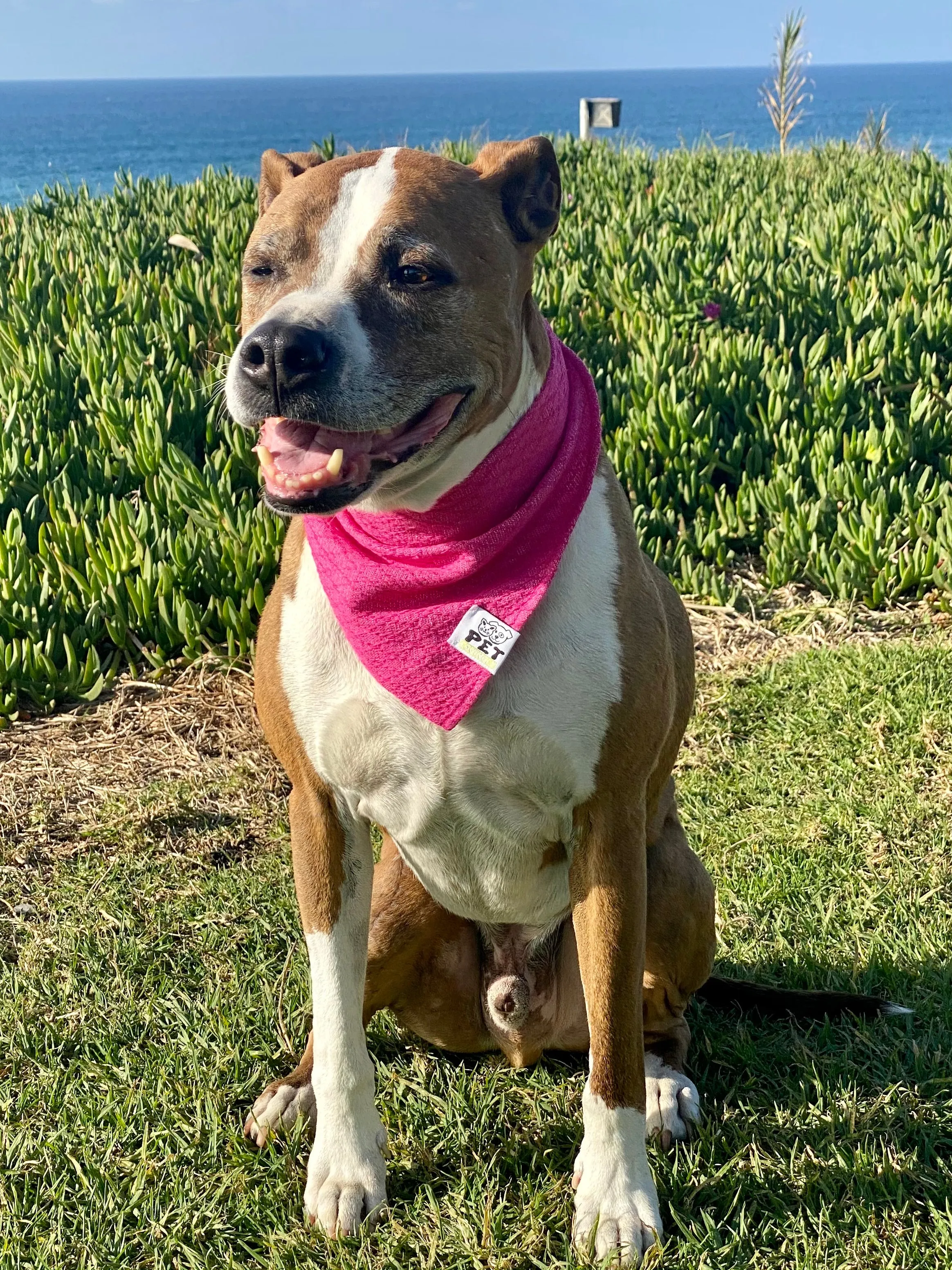 Tomasa Bandana